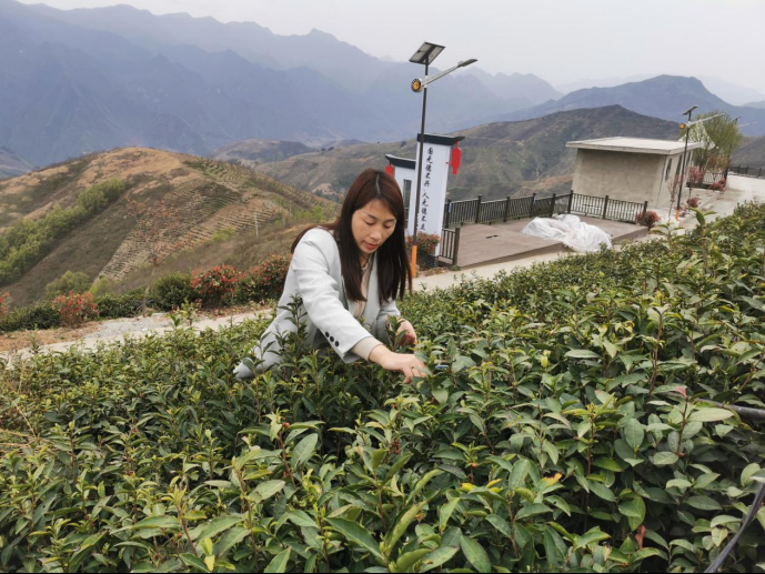 陜西廣電融媒體集團(tuán)農(nóng)林衛(wèi)視助力陜西茶區(qū)“以茶興業(yè)，以茶富民”